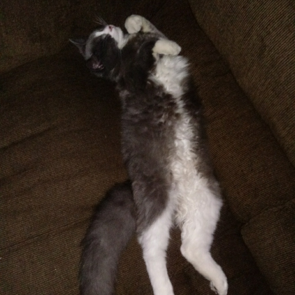 Meet your Posher, Raishe